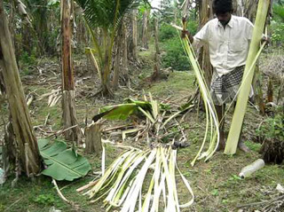 Banana Fiber Extraction In Nepal