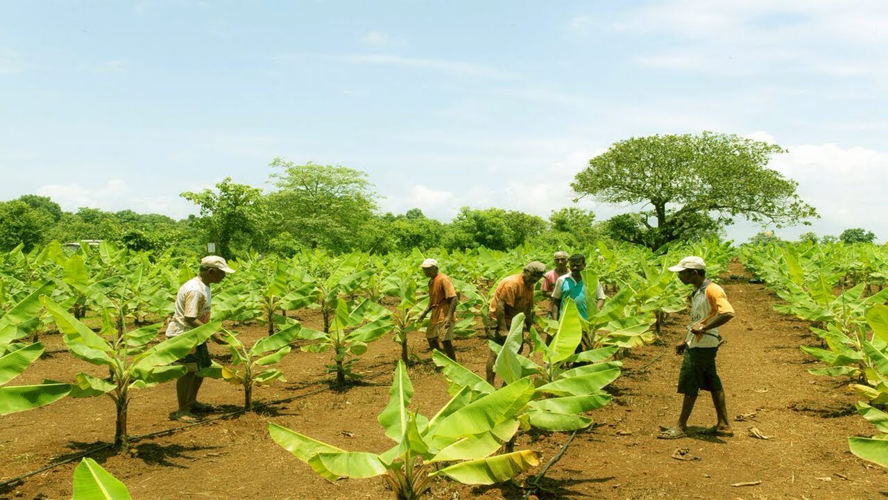 Banana Farm