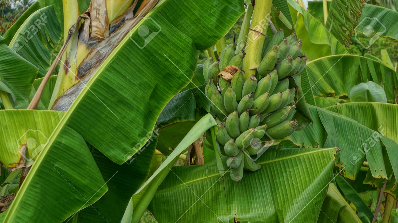 Banana Tree In Vietnam