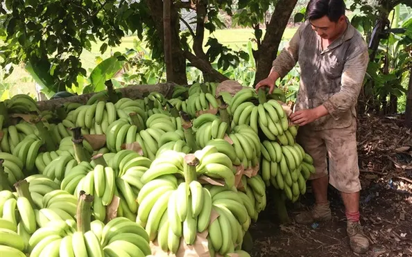 Lao Cai Musapacta